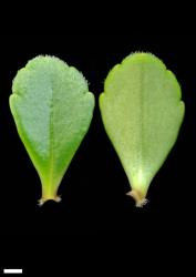 Veronica hookeriana. Leaf surfaces, adaxial (left) and abaxial (right). Scale = 1 mm.
 Image: P.J. Garnock-Jones © P.J. Garnock-Jones CC-BY-NC 3.0 NZ